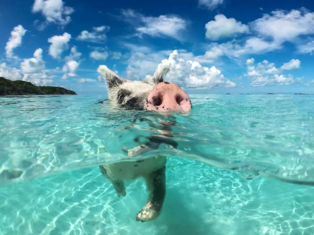pig beach in paradise island bahamas