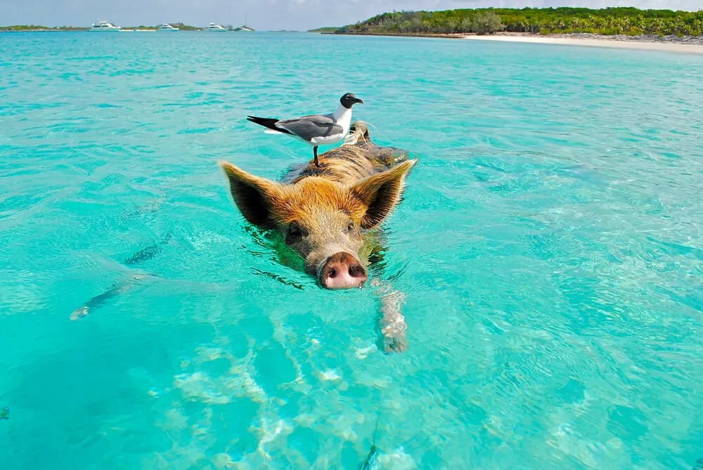 bahamas pig swims in the ocean paradise landing