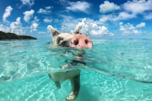 pig beach 2023 in paradise island bahamas